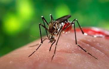Mutirão de eliminação de focos do Aedes Aegypti