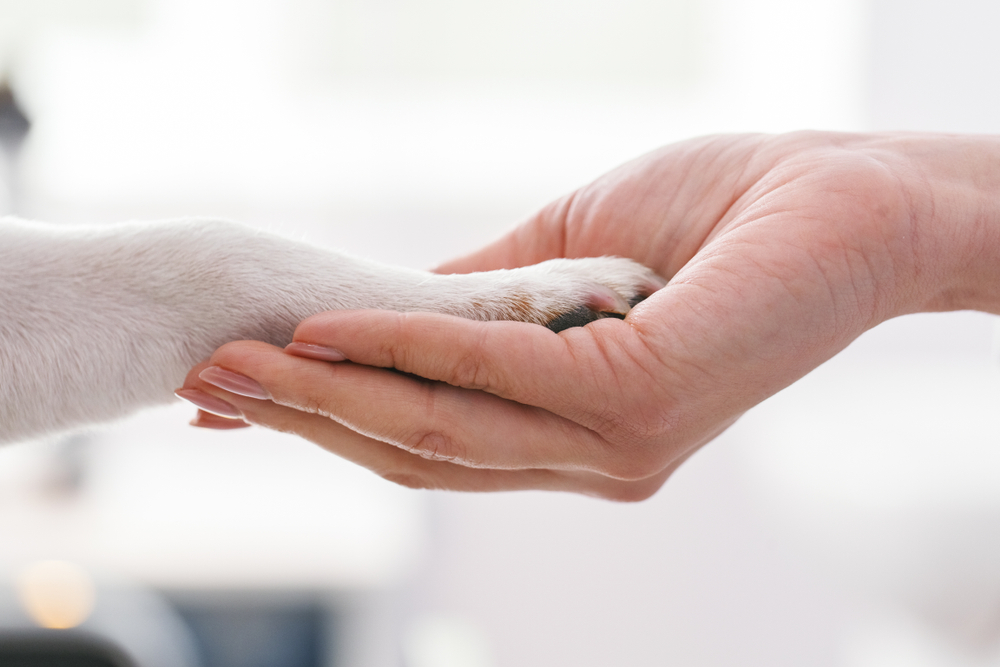 Projeto de Extensão da UFG iniciará terapia assistida por animais com pacientes do HMAP